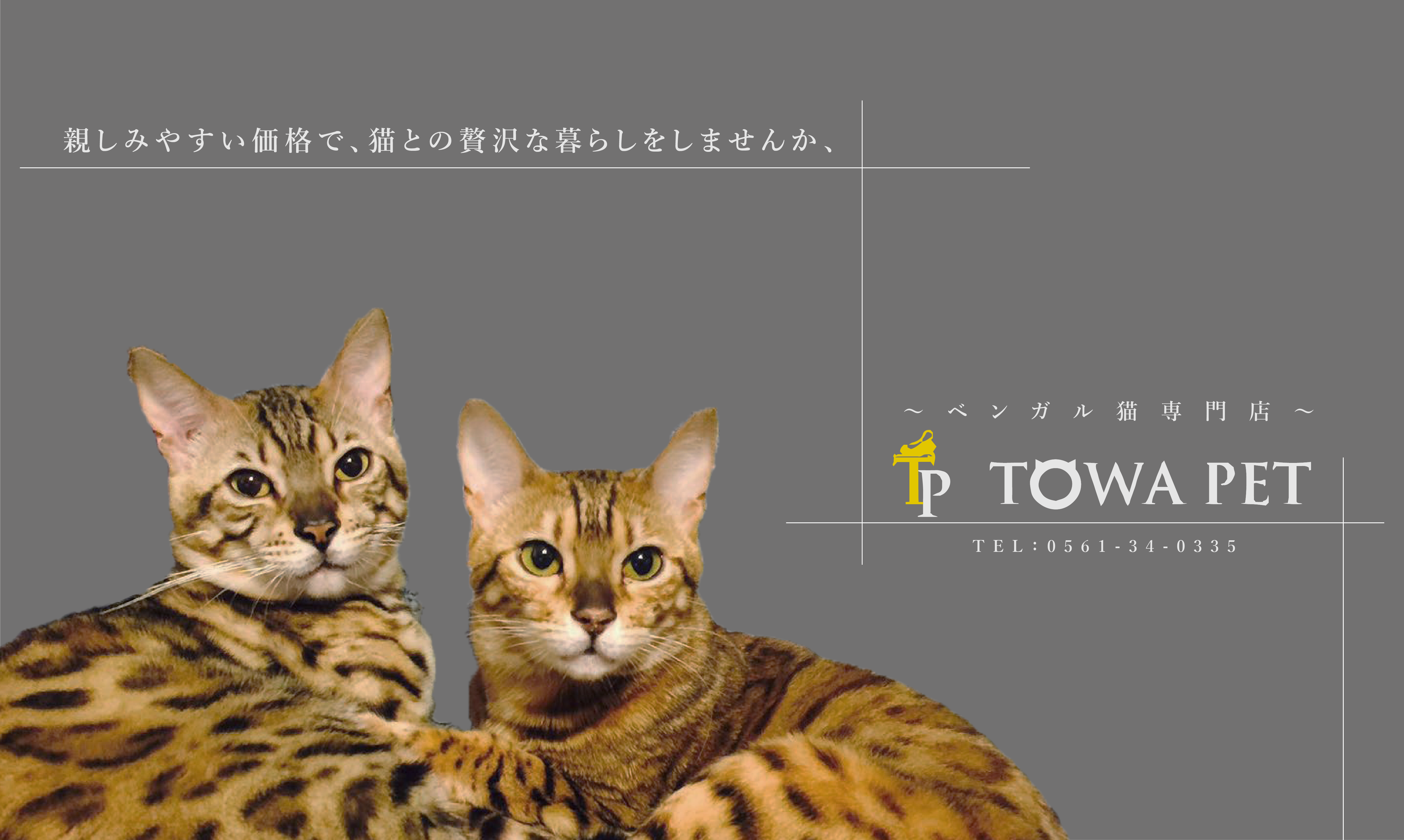 愛知県 ベンガル猫